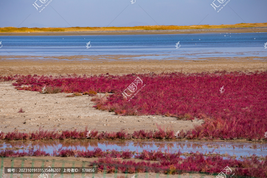 红草湿地