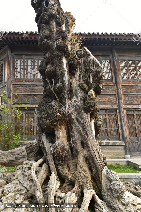 盘根错节老树根