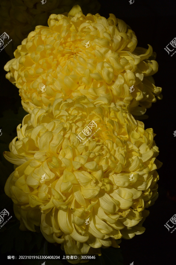 黄色绣球菊花