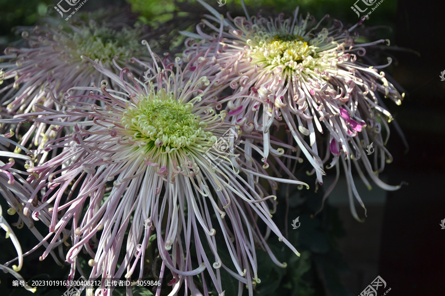 绿色花心的菊花