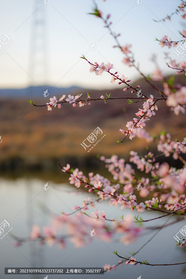 桃花朵朵开