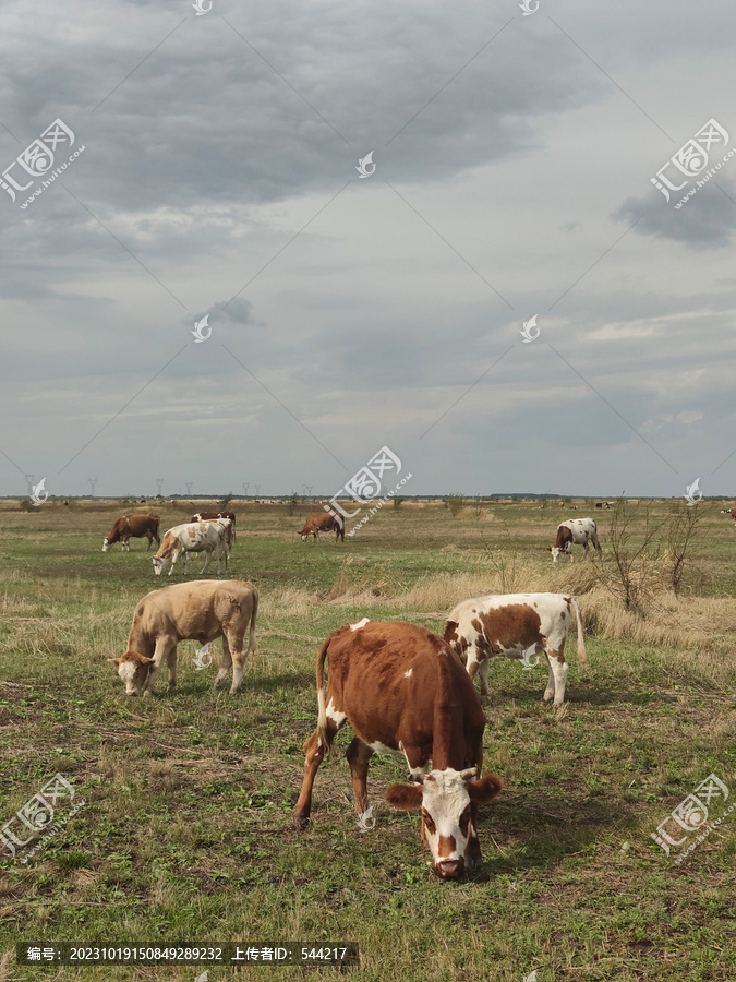 牛群吃草草原风光