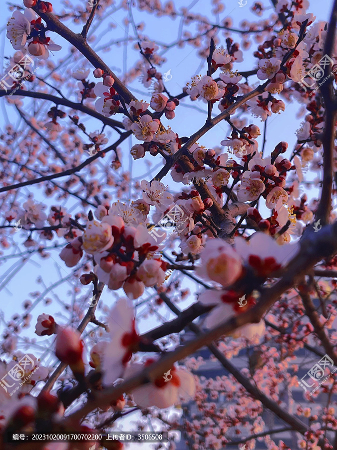 桃花配图