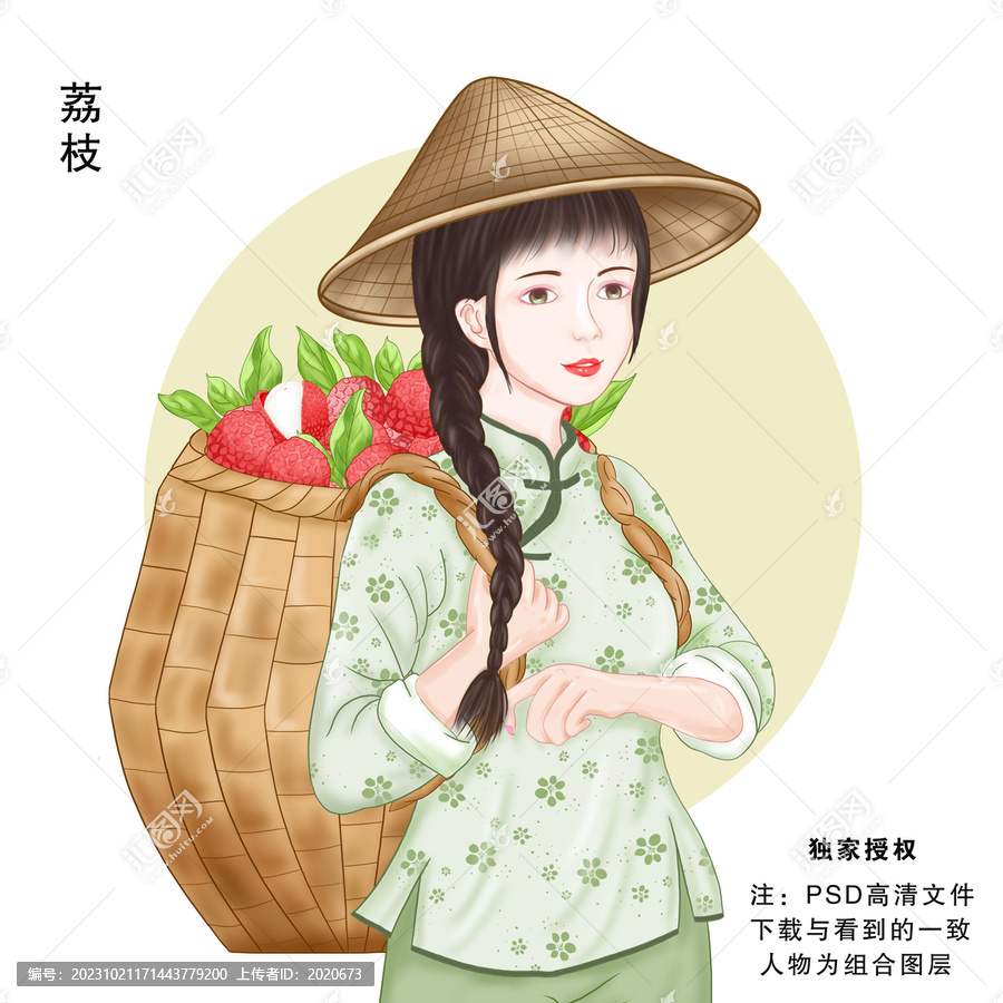 荔枝采摘插画