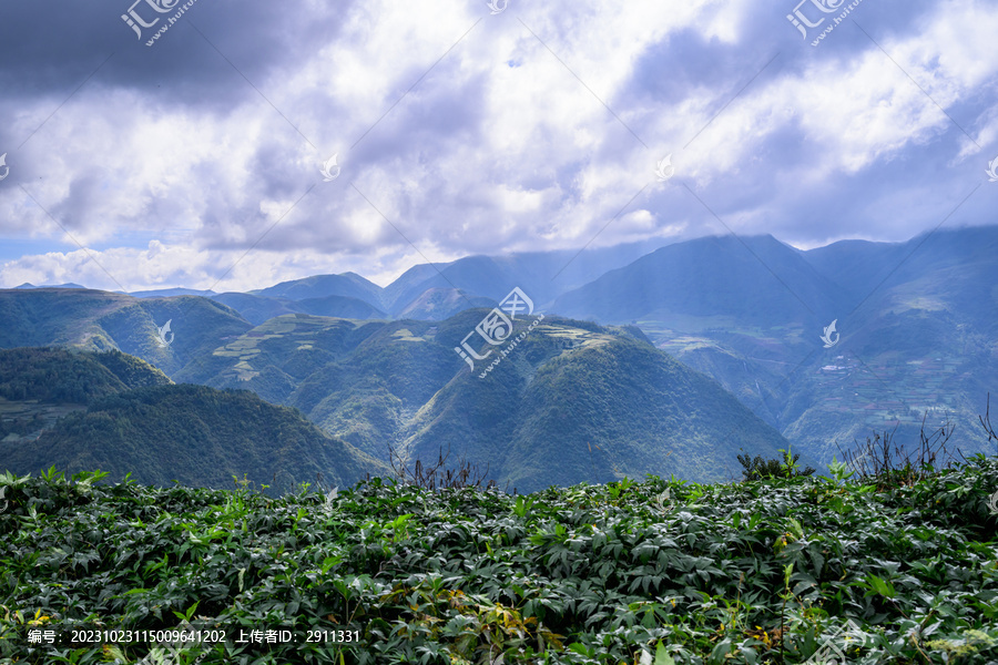 汉源坭美中药材种植基地