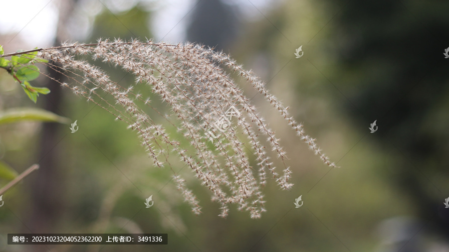 野草狗尾草高清特写