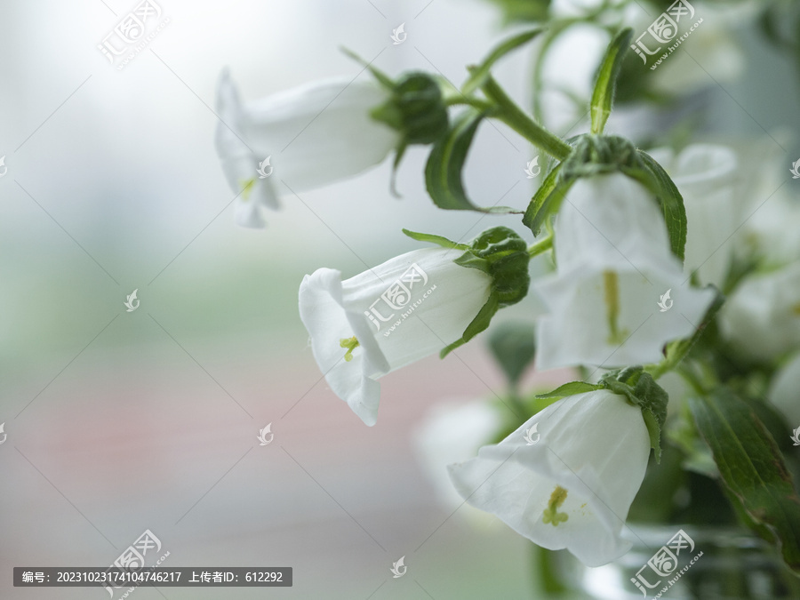 洁白风铃草花朵