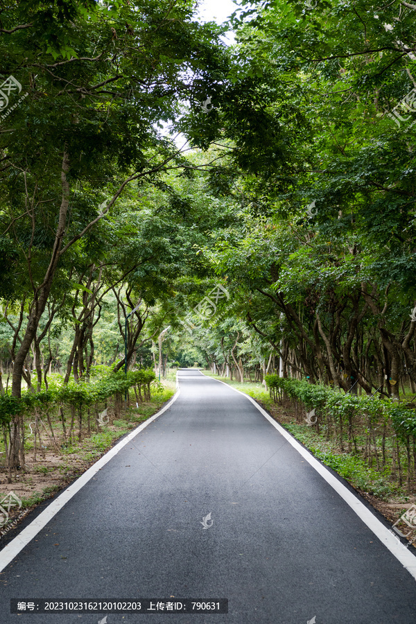 树林林间道路