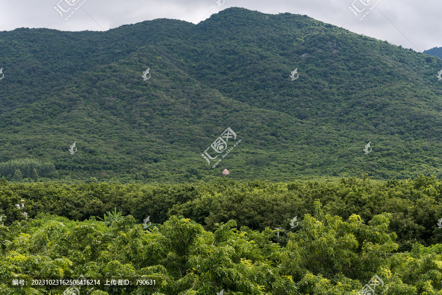 郁郁葱葱树林山峰