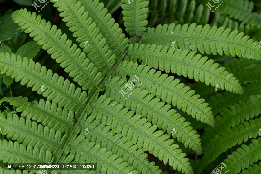 蕨类植物叶子