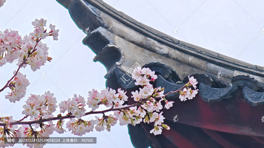 日本樱花