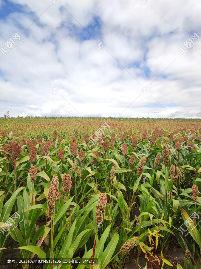 红高粱薏米庄稼地