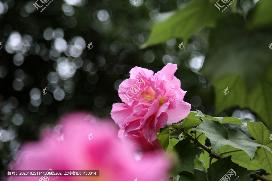 芙蓉花