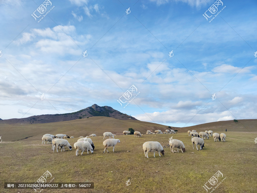 羊群上坡吃草草原风光