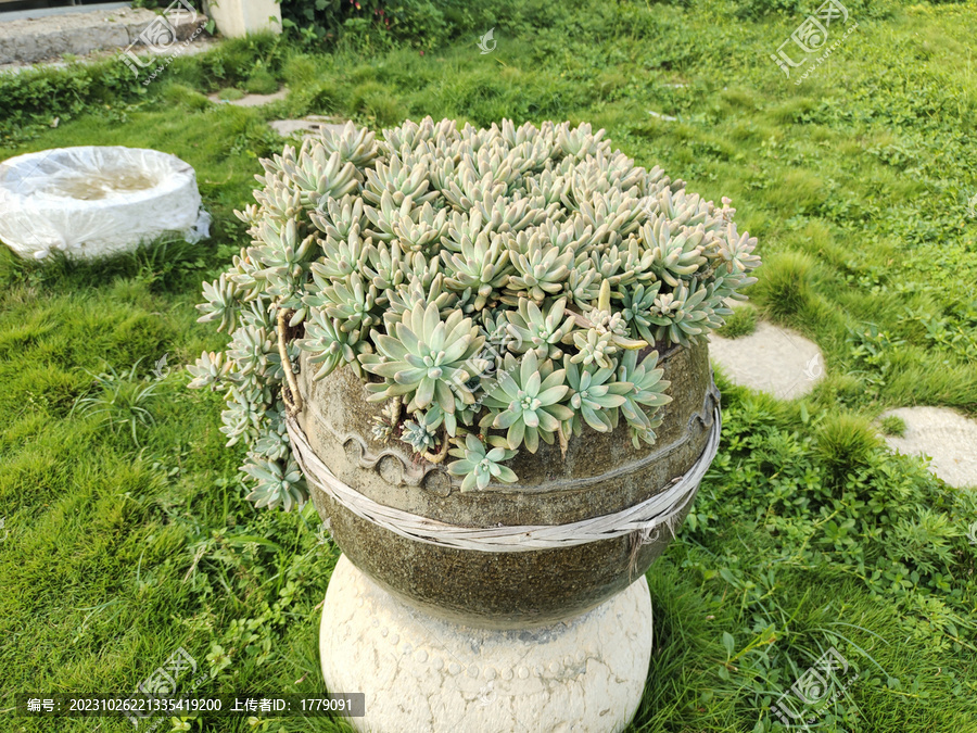 多肉植物沙漠植物多肉盆景