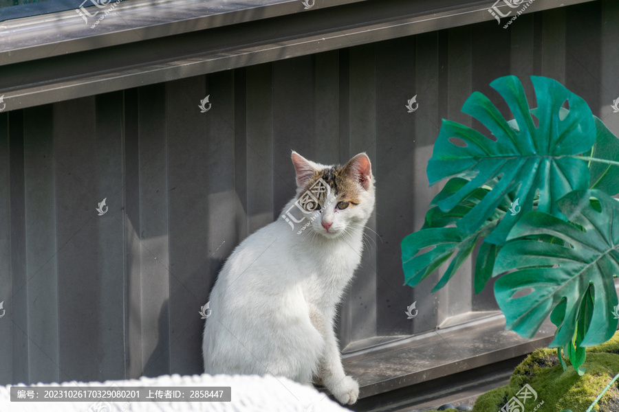 晒太阳的猫