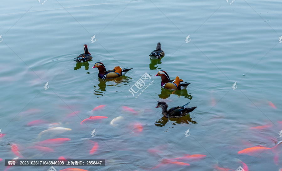 鸳鸯戏水