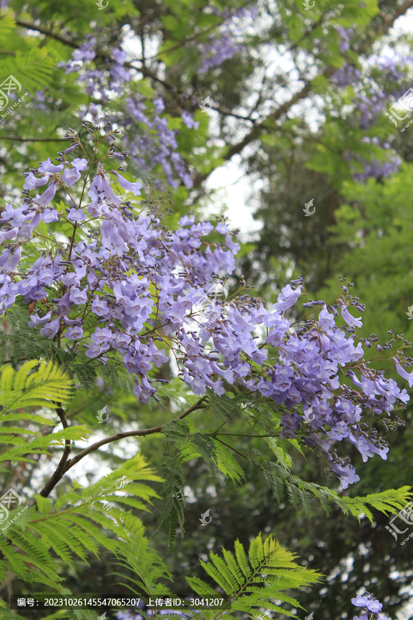 蓝花楹花朵特写