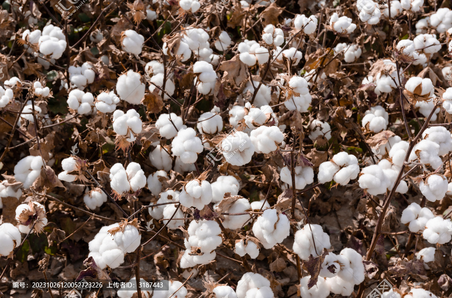 新疆成熟长绒棉花