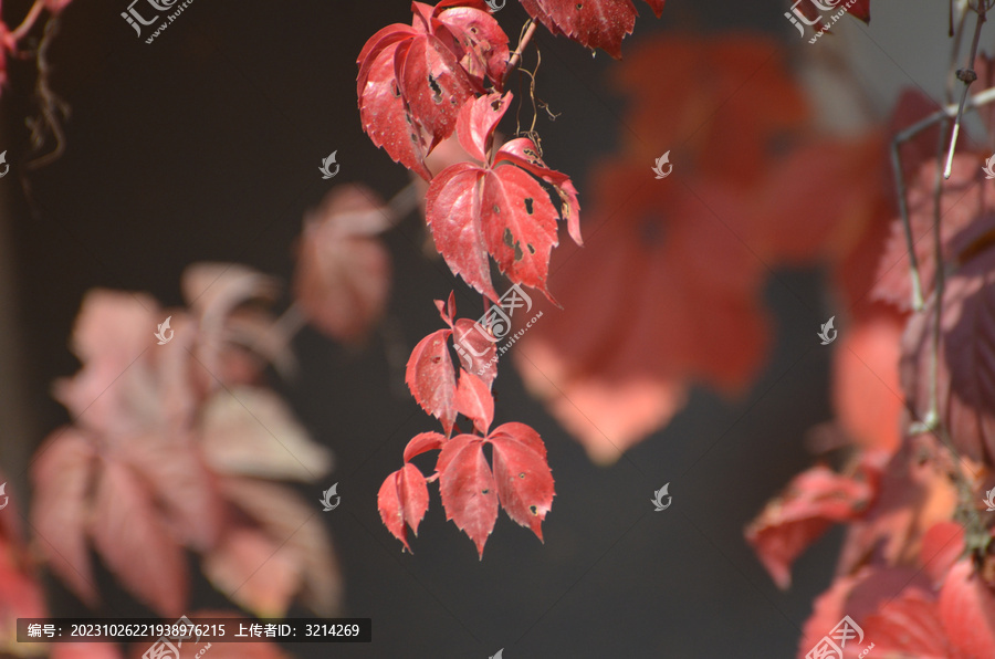 红色秋叶