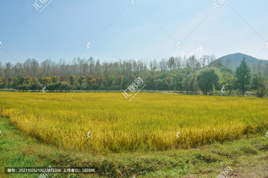 秋天稻田