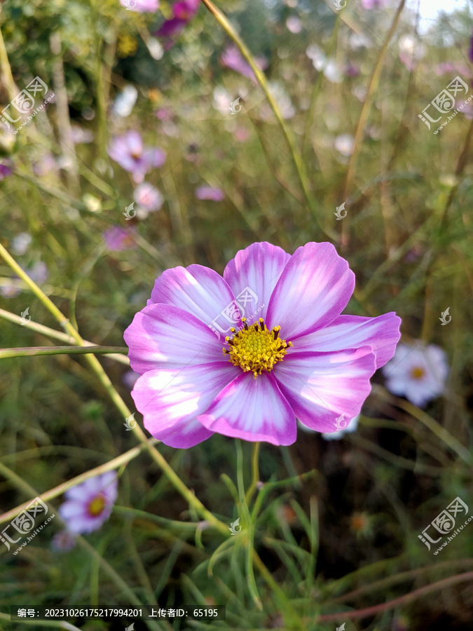 一枝格桑花