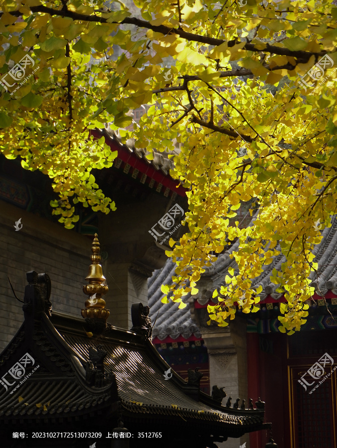 大悲寺金秋银杏