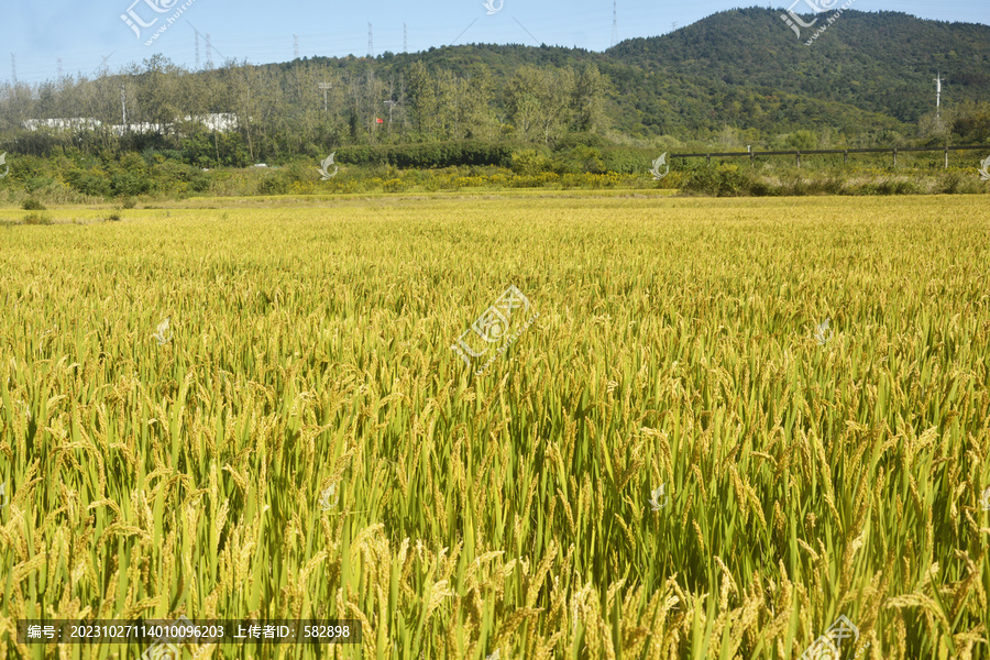 稻田风光