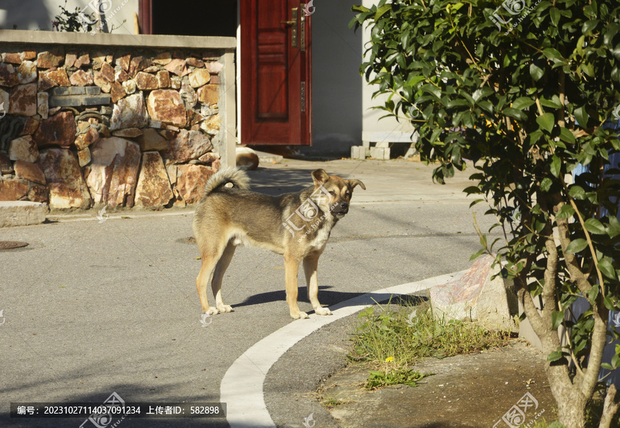 田园犬