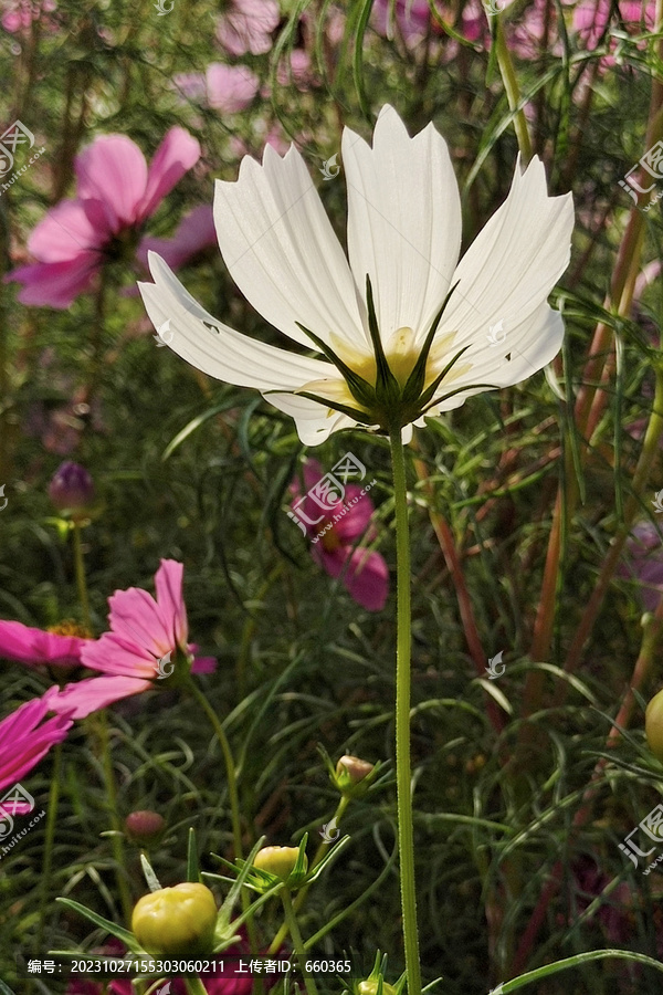 非洲菊