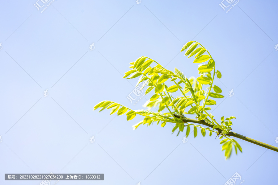 春天发芽的树枝与天空背景