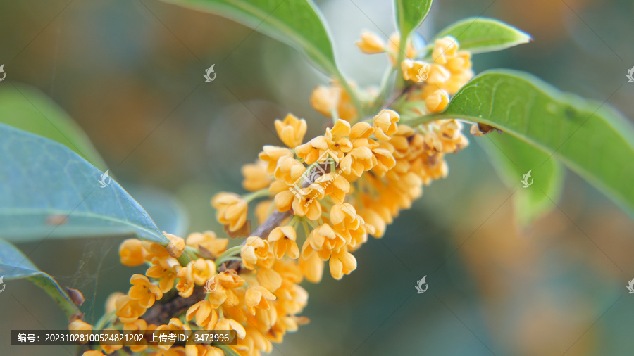 桂花金黄