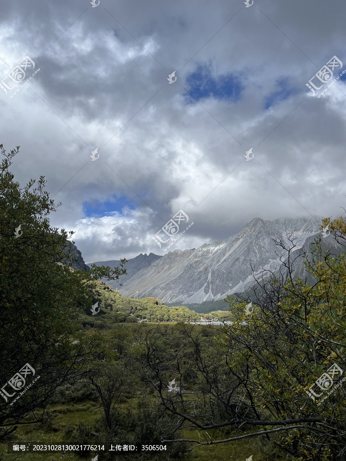 高山植被