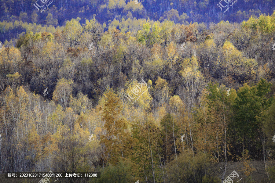 秋色五花山白桦林秋天风景