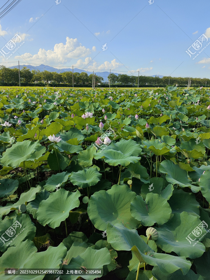 荷花池