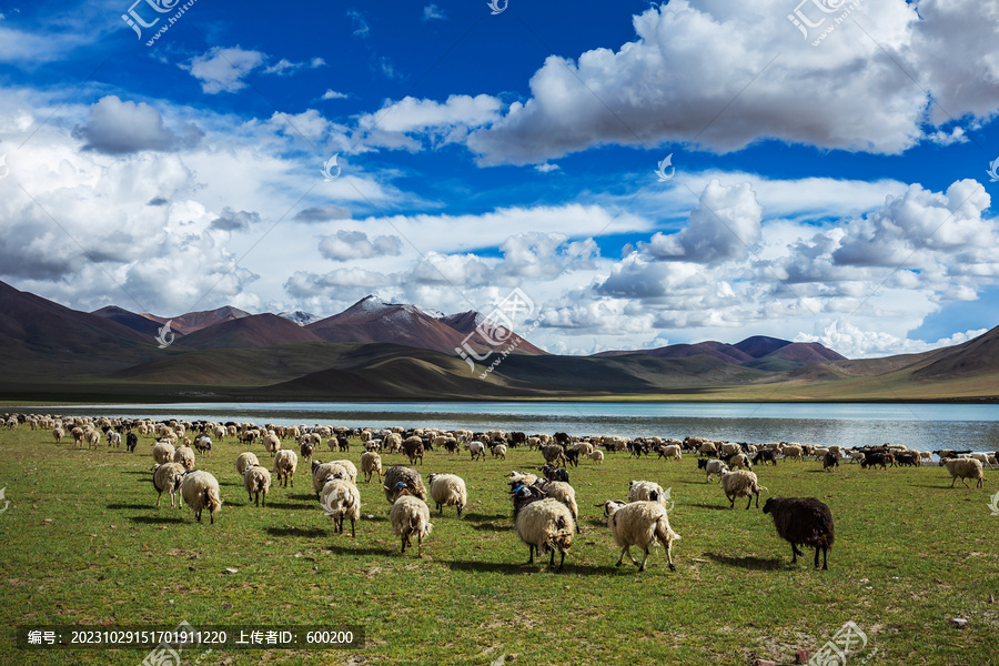 西藏阿里海子边的羊群