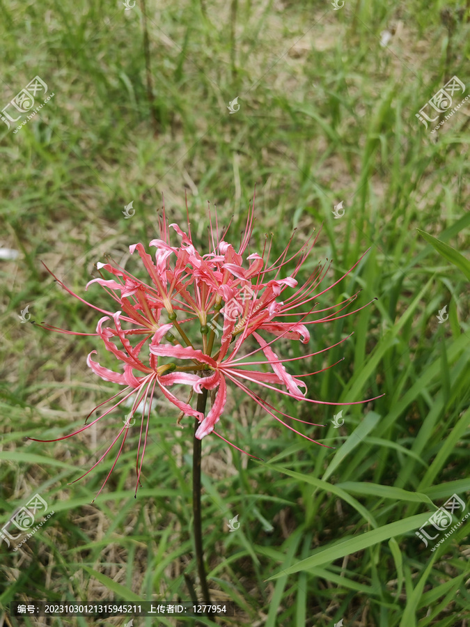 彼岸花