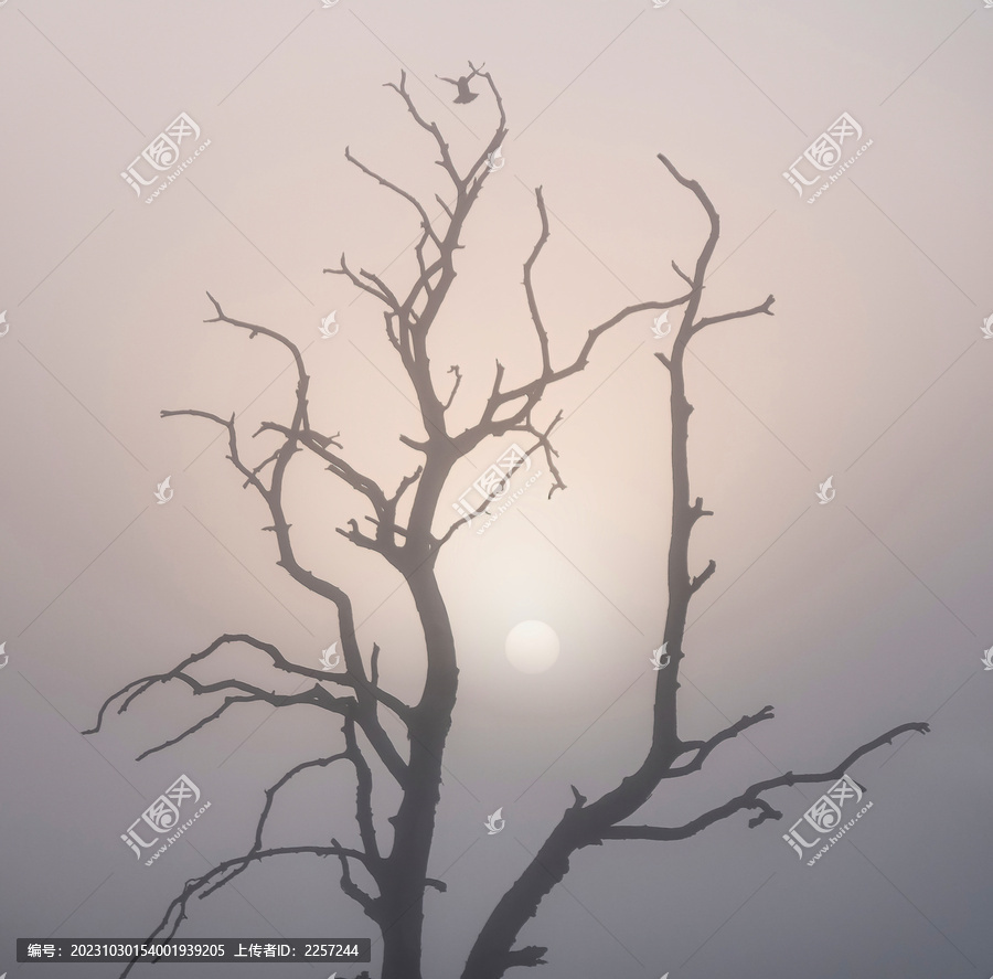 老树枯枝与日出