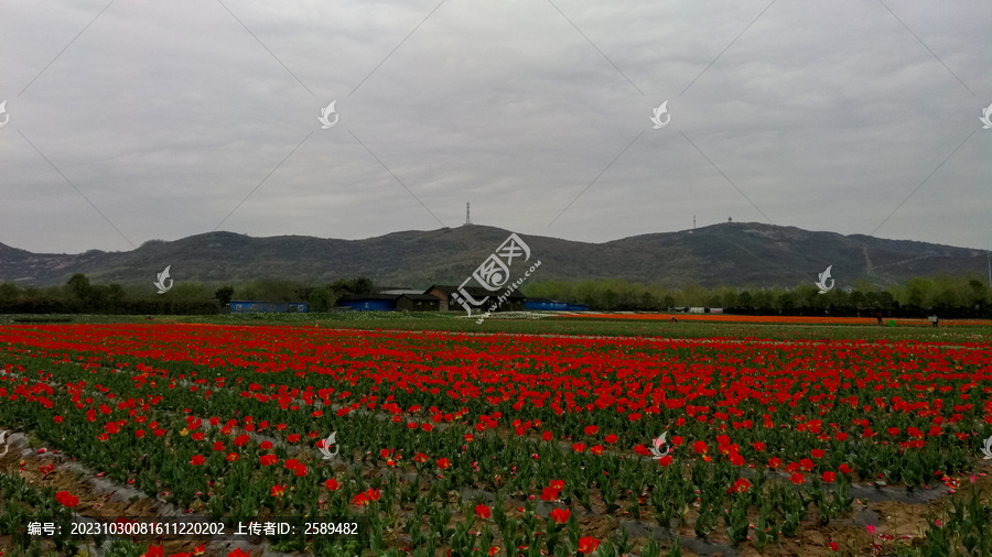 郁金香花海嵖岈山