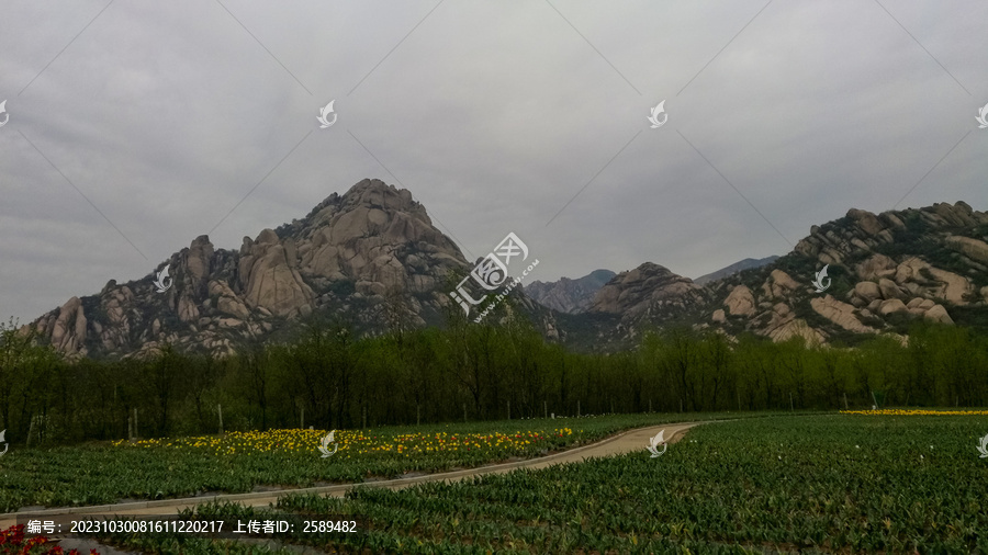 郁金香花海嵖岈山