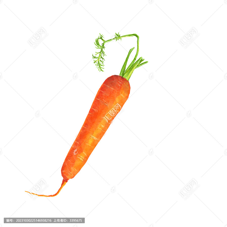 手绘胡萝卜红萝卜蔬菜设计素材