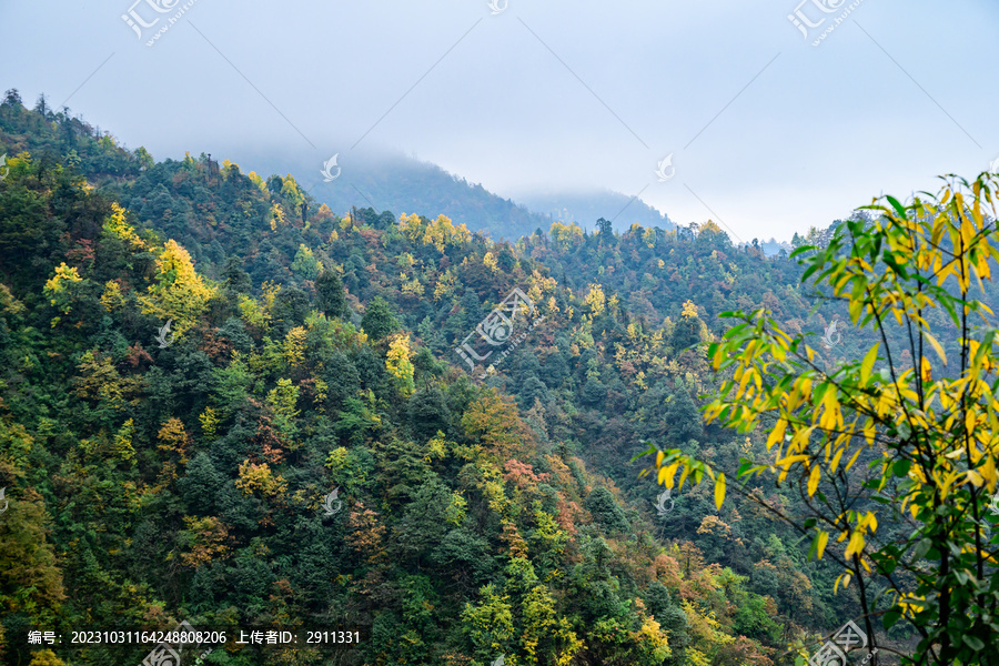 原始森林秋色彩林