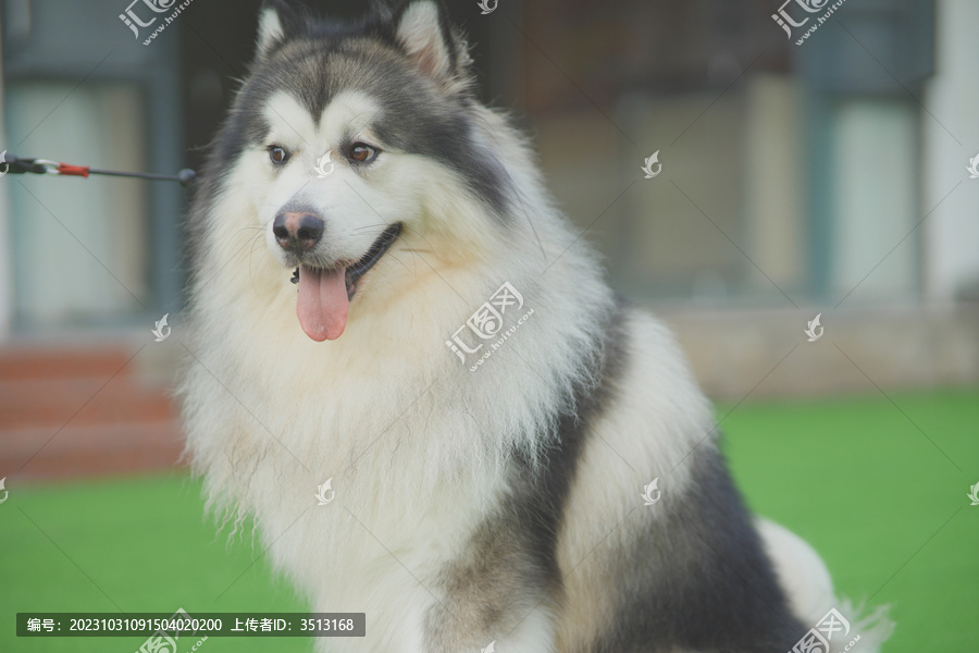雪橇阿拉斯加犬