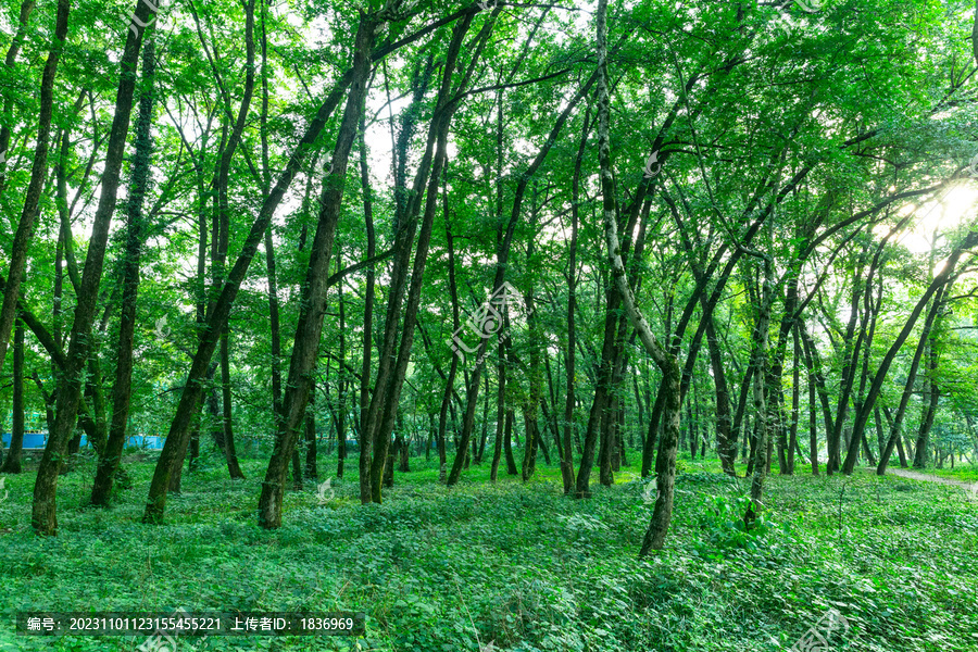 阳光森林全景