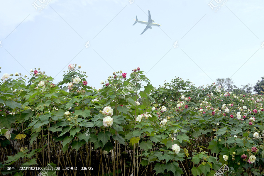 飞机飞越成都天府芙蓉园