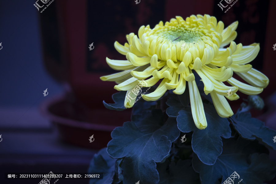 黄色菊花图片下载