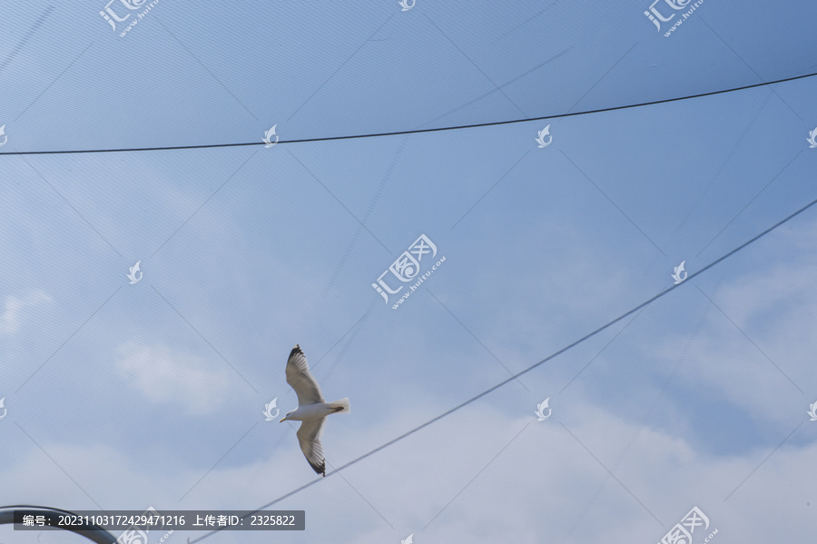 滑翔的海鸥