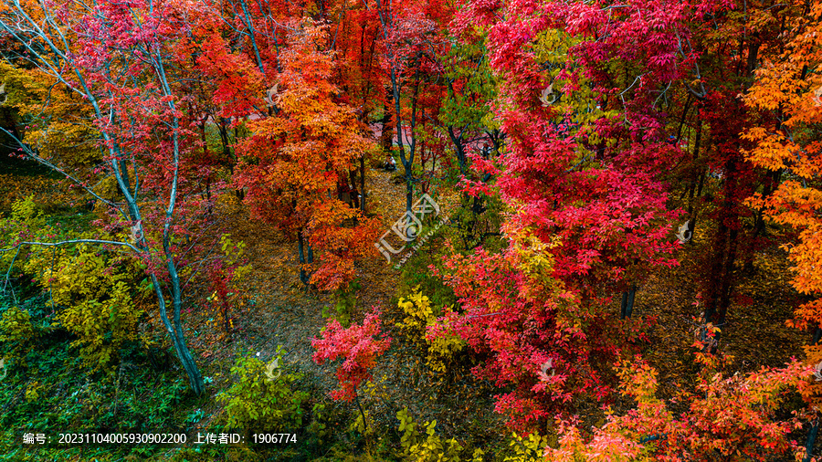秋季的长春南湖公园红叶风景