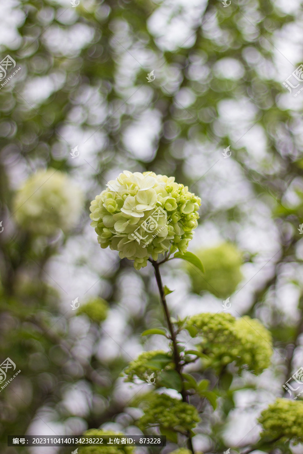 春天木绣球花卉特写