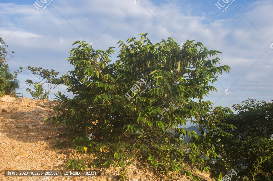 狭叶山黄麻植株